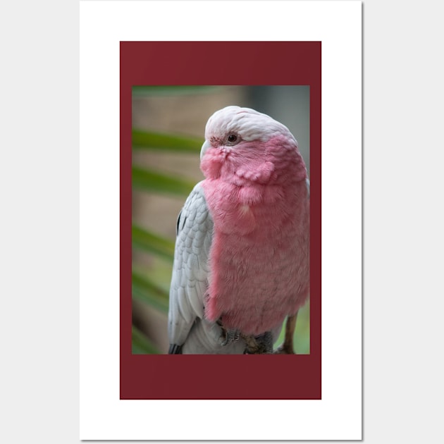 Galah Wall Art by Jacquelie